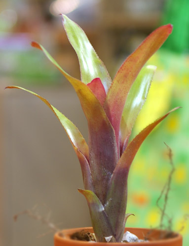 Billbergia 'Rosa'