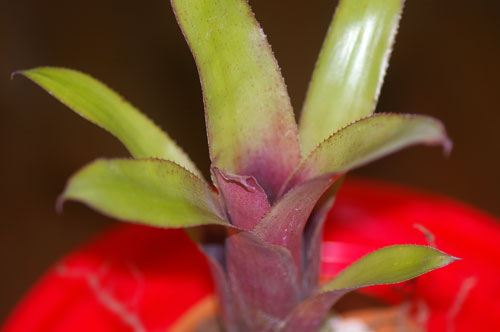 Billbergia 'Rosa'