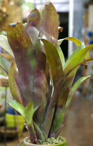 Billbergia 'Rosa'