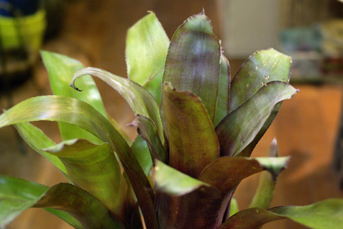 Billbergia 'Rosa'