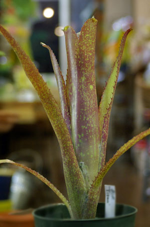 Billbergia 'Titan'