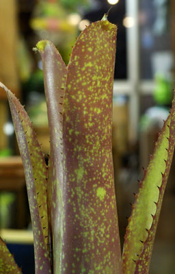 Billbergia 'Titan'