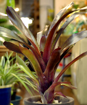 Billbergia ''Tres Bien' 