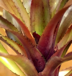 Billbergia 'Tres Bien'