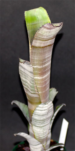 Billbergia 'Ralph Graham French' ビルベルギア'ラルフグラハムフレンチ'