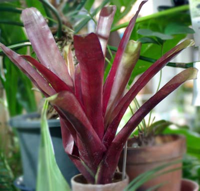 Billbergia amoena var. amoena