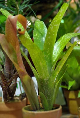 Billbergia Fiesta