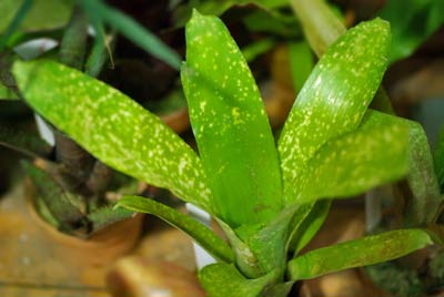 Billbergia Fiesta