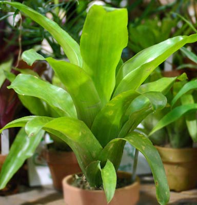 Billbergia pyramidalis