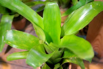 Billbergia pyramidalis