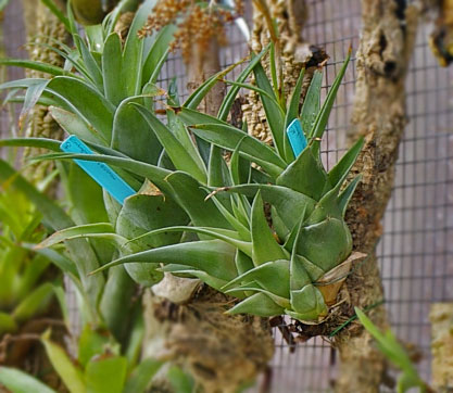 Catopsis sublata