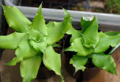 Cryptanthus acaulis