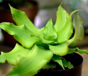 Cryptanthus acaulis