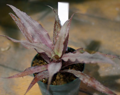 Cryptanthus bromelioides var.zonatus