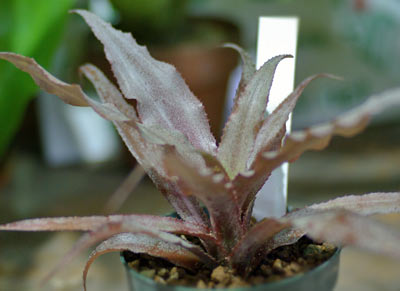 Cryptanthus bromelioides var.zonatus