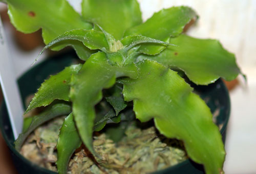 Cryptanthus acaulis