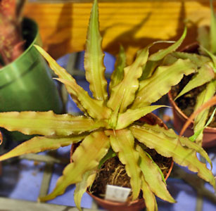 Cryptanthus acaulis 'Roseus'