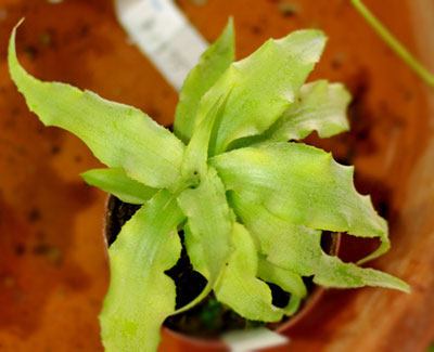 Cryptanthus acaulis var.argenteus