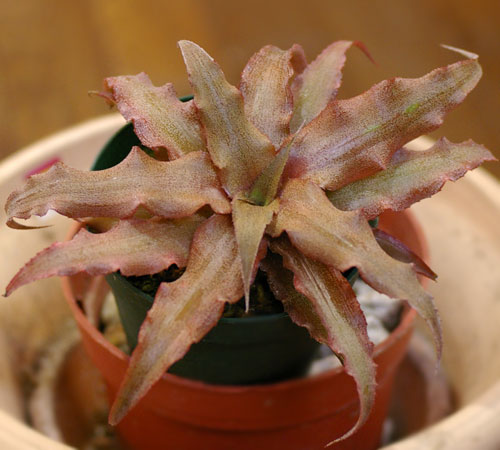 Cryptanthus acaulis var.ruber