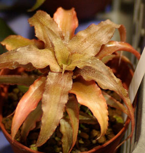 Cryptanthus acaulis var.ruber