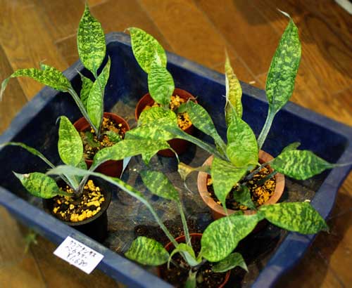 Cryptanthus beuckeri