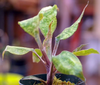 Cryptanthus beukeri