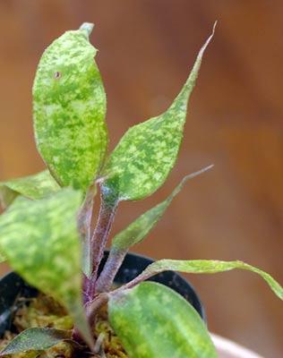 Cryptanthus beukeri