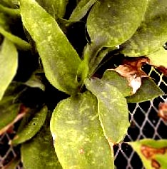 Cryptanthus beukeri