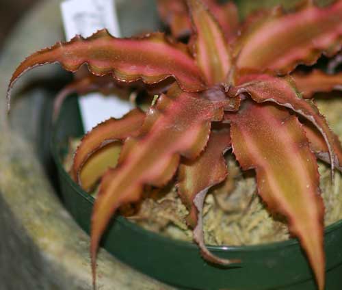 Cryptanthus bivittatus