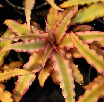 Cryptanthus bivittatus