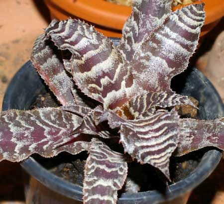 Cryptanthus 'Black Mystic