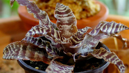 Cryptanthus 'Black Mystic