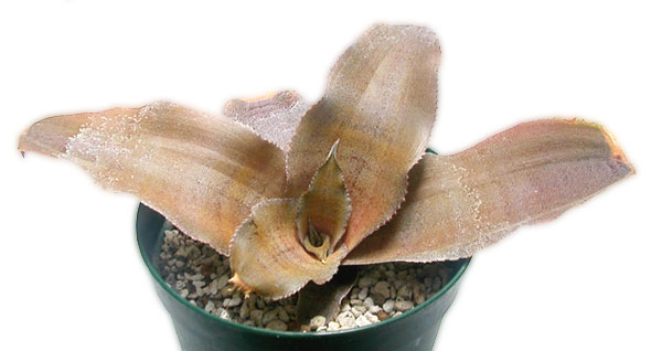 Cryptanthus dianae