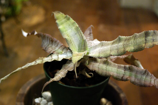 Cryptanthus dianae