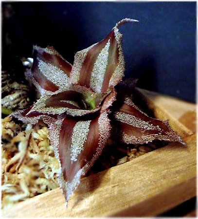 Cryptanthus lacerdae 'Menescal'