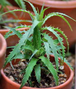 Cryptanthus microglaziiovii