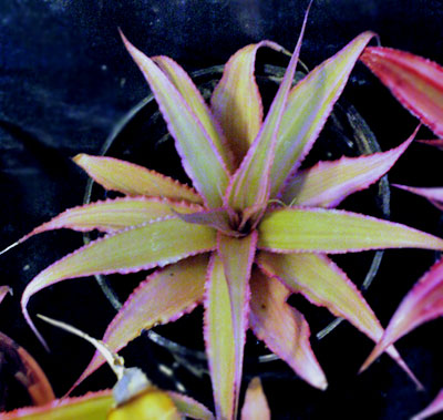 Cryptanthus 'Oppenheimer'