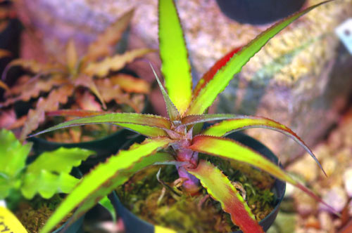 Cryptanthus pickelii