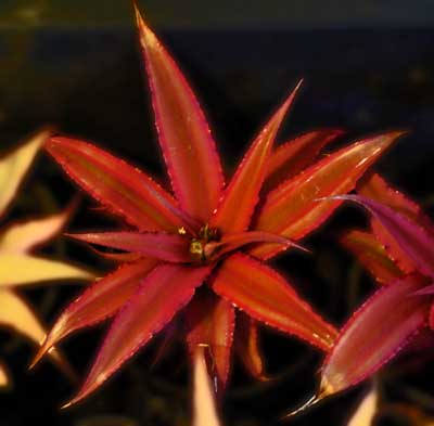 Cryptanthus 'Red Star'