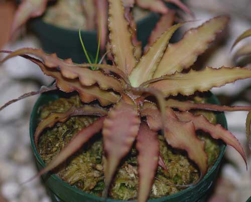 Cryptanthus 'Roseus'