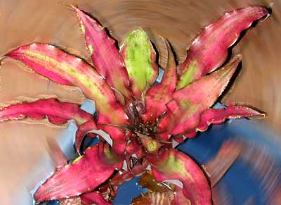 Cryptanthus Strawberies Flambe