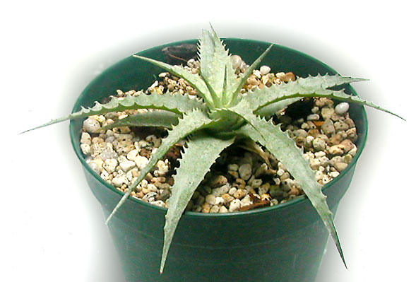 Cryptanthus warasii