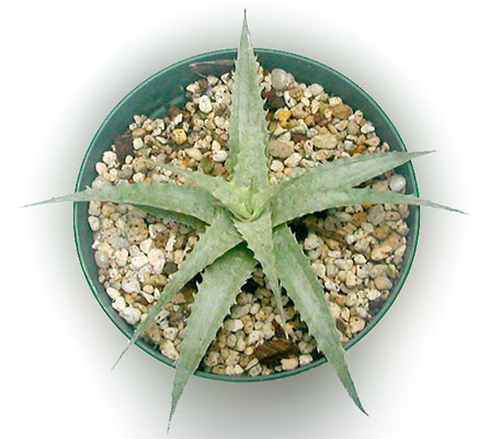 Cryptanthus warasii