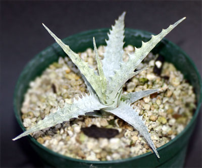 Cryptanthus warasii