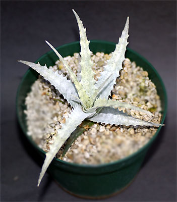 Cryptanthus warasii