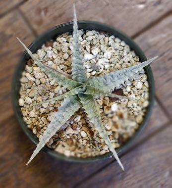 Cryptanthus warasii