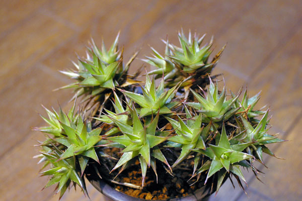 Deuterocohnia lorentziana