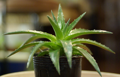 Dyckia brevifolia