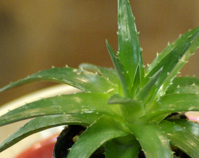 Dyckia brevifolia