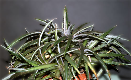 Dyclia remotiflora var.montividensis
